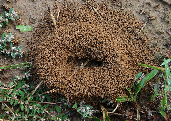 Mound-Building-Ant-4